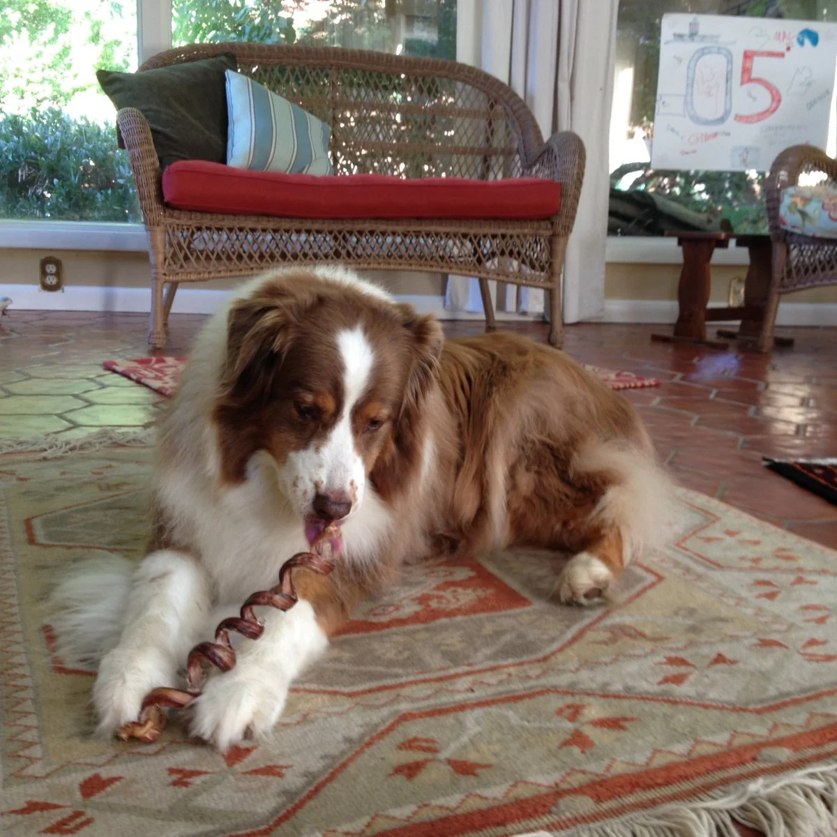 7 to 10-Inch Curly Bully Stick - Image 4