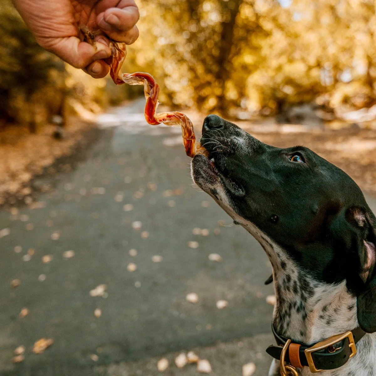 10-Inch Curly Bully Stick - Image 4