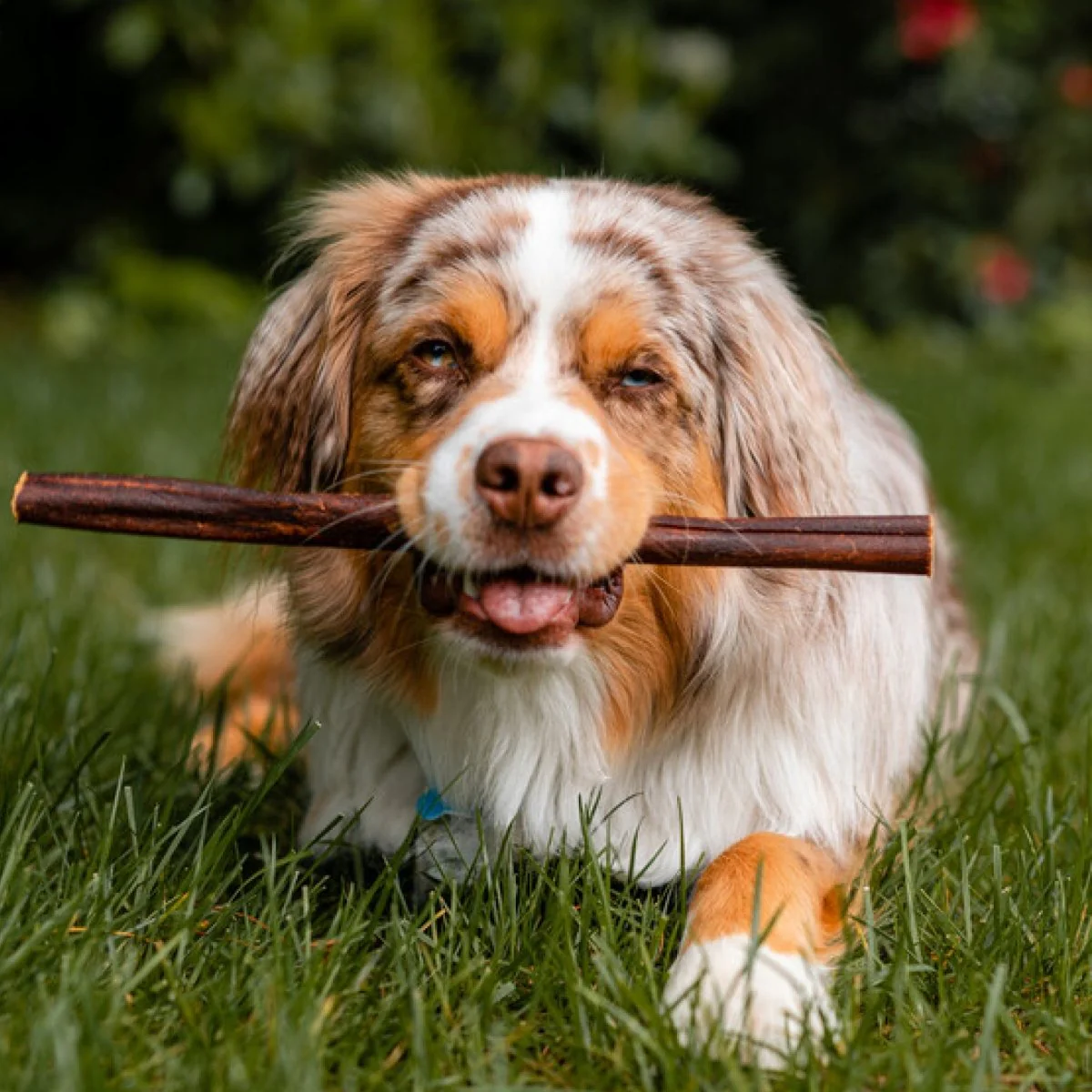 Best Bully 12-Inch Beef Collagen Stick - Image 3