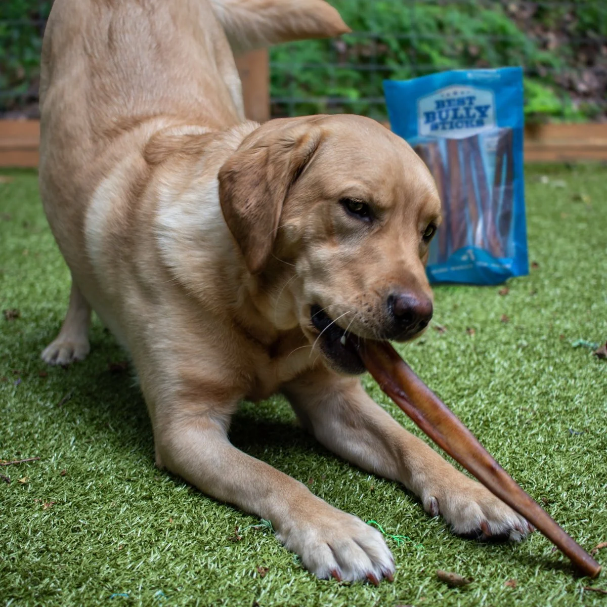 12-Inch Jumbo Bully Stick - Image 3