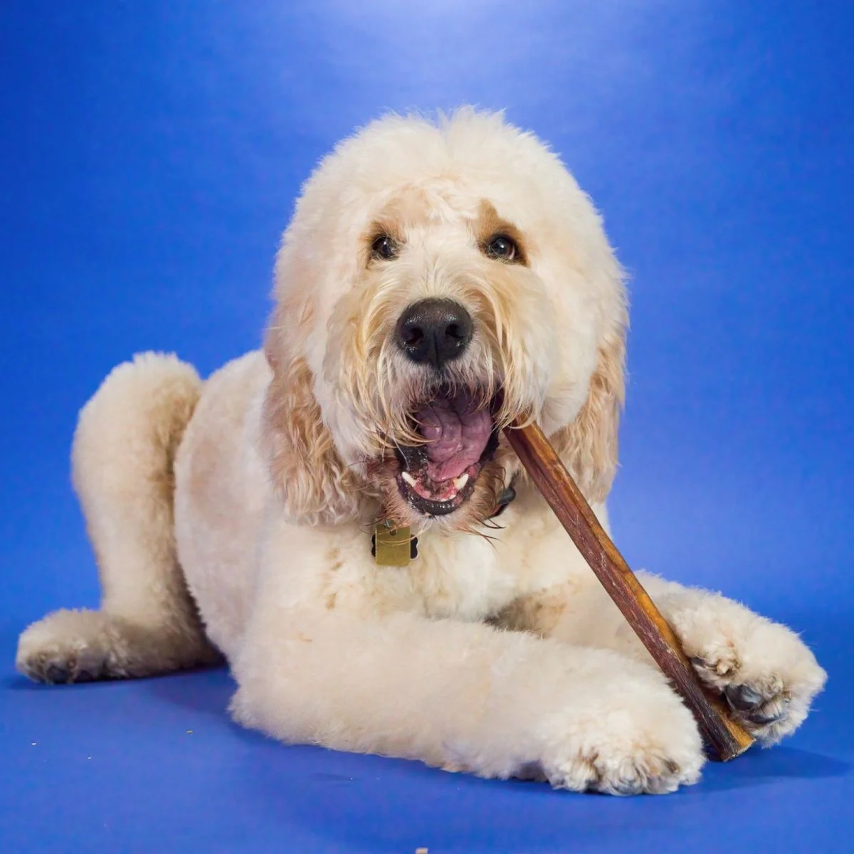 12-Inch Jumbo Bully Stick - Image 9