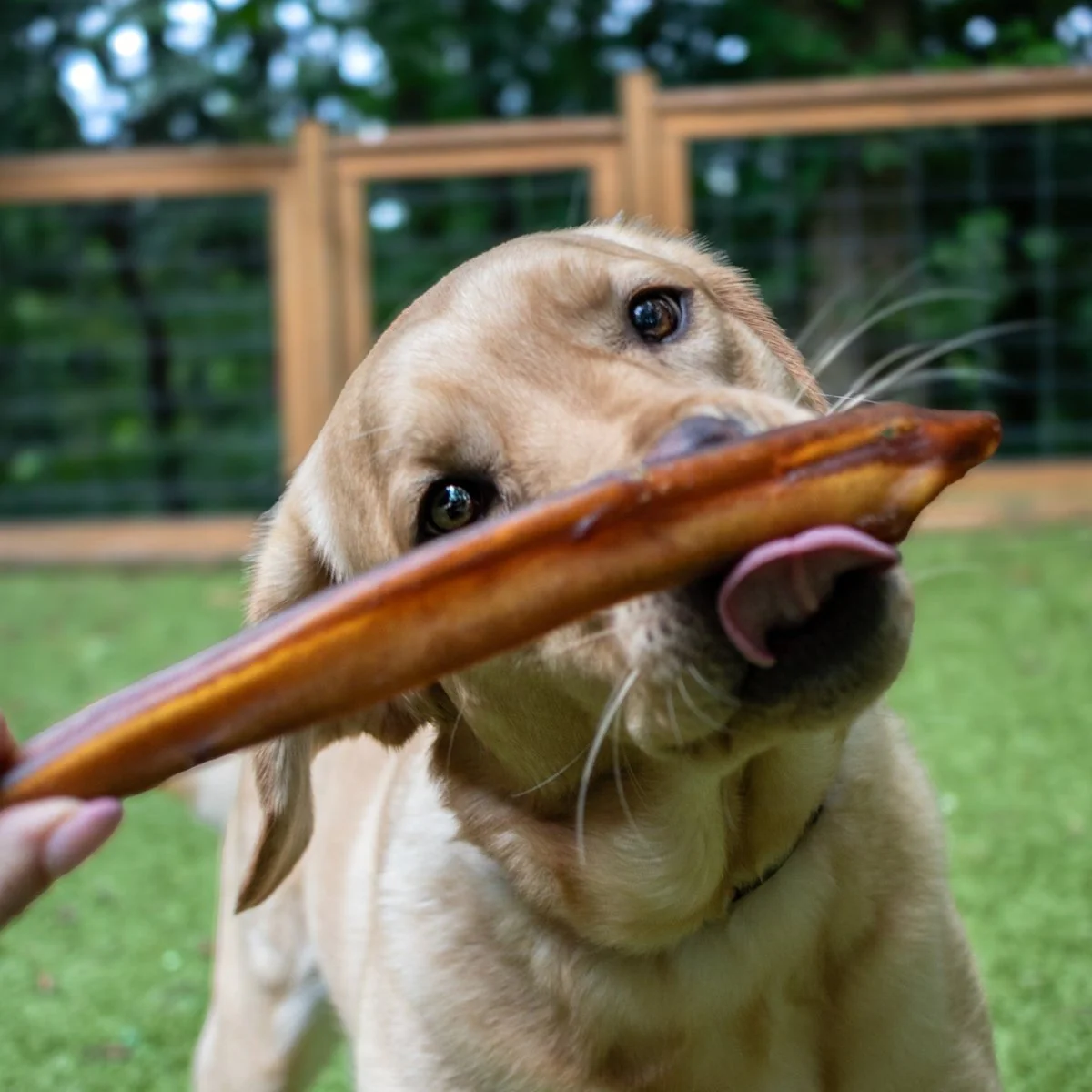 12-Inch Jumbo Odor-Free Bully Stick - Image 3