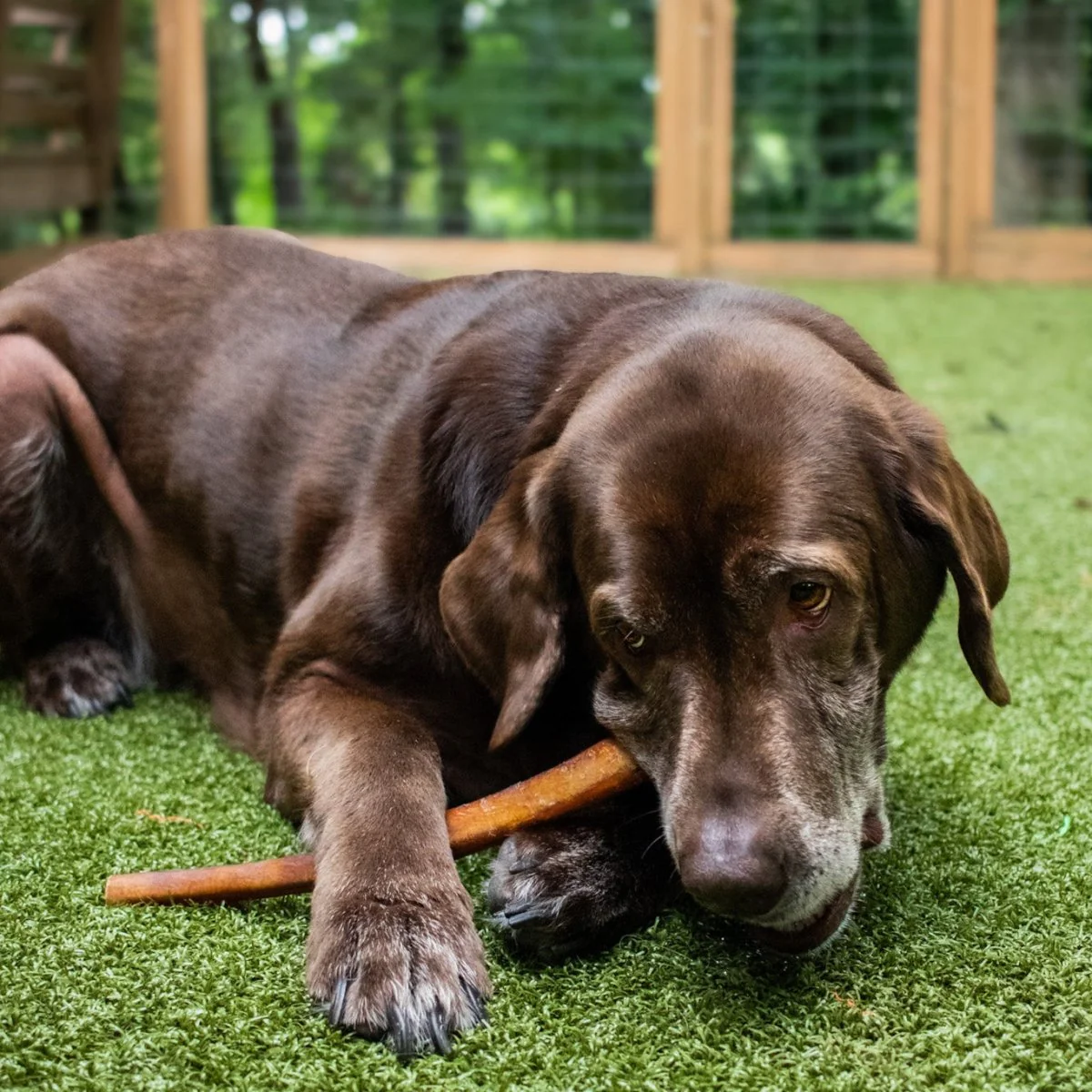 12-Inch Jumbo USA-Baked Odor-Free Bully Stick - Image 3