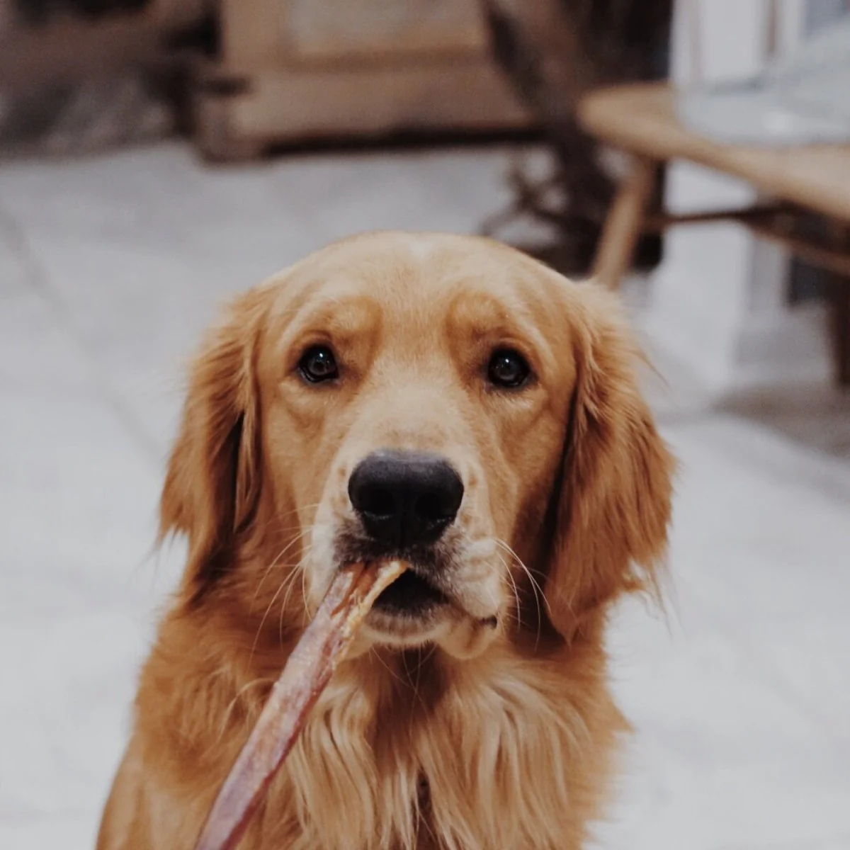 12-Inch Odor-Free Bully Stick Mix - Image 4