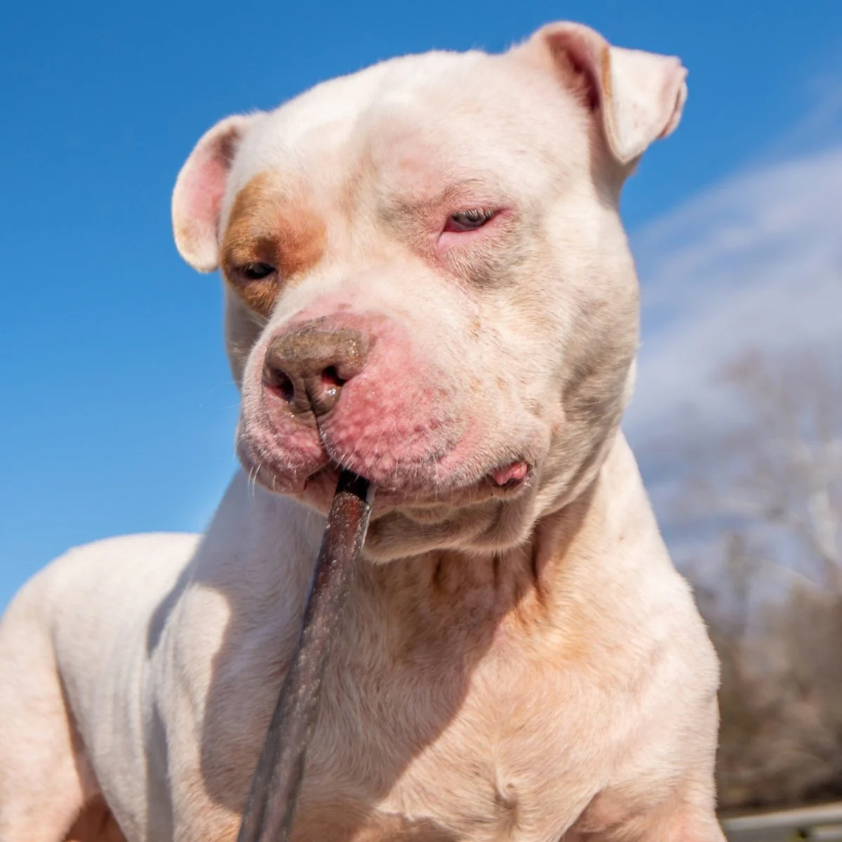 Best Bully 12 Inch Peanut Butter Collagen - Image 3
