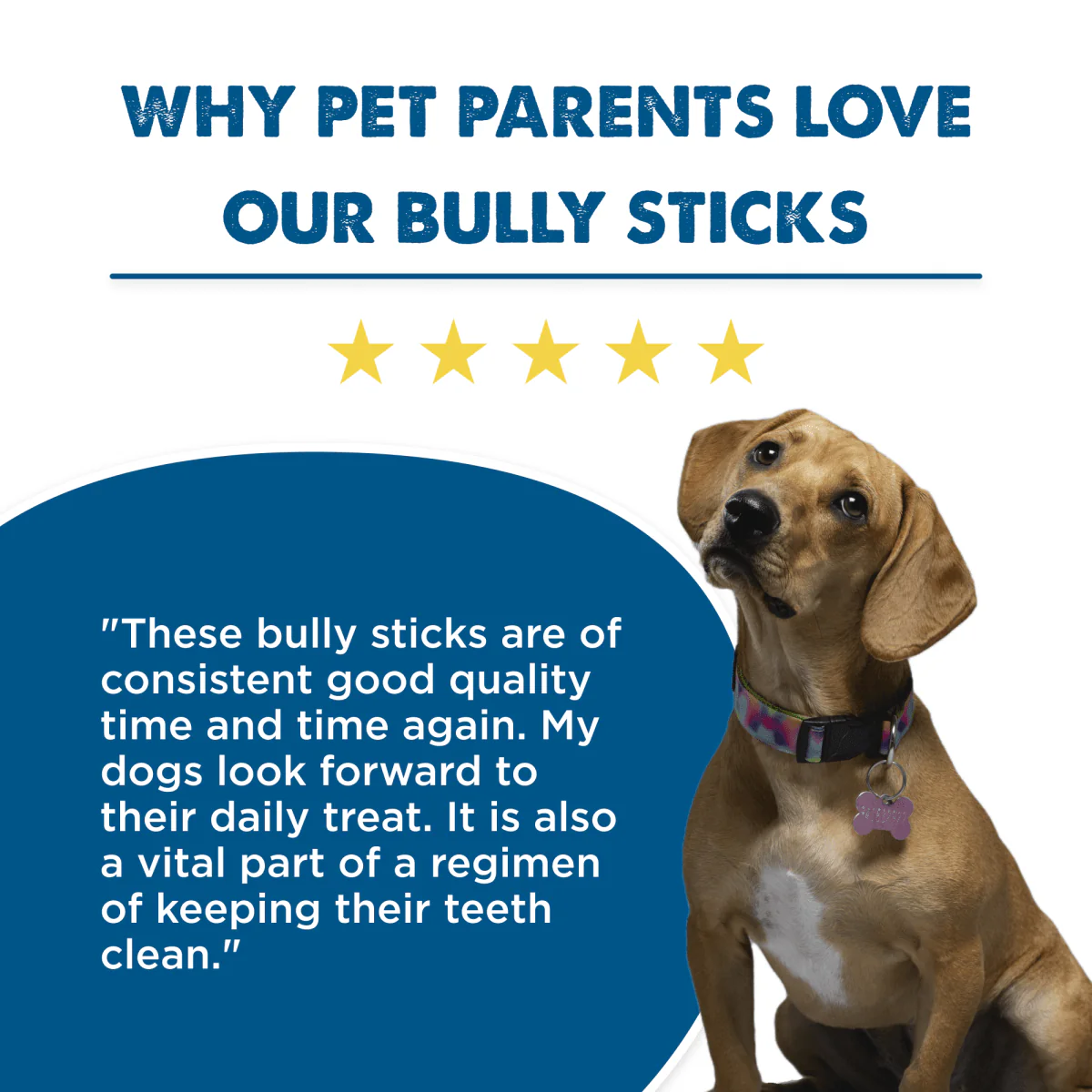 12-Inch Standard Bully Stick - Image 7