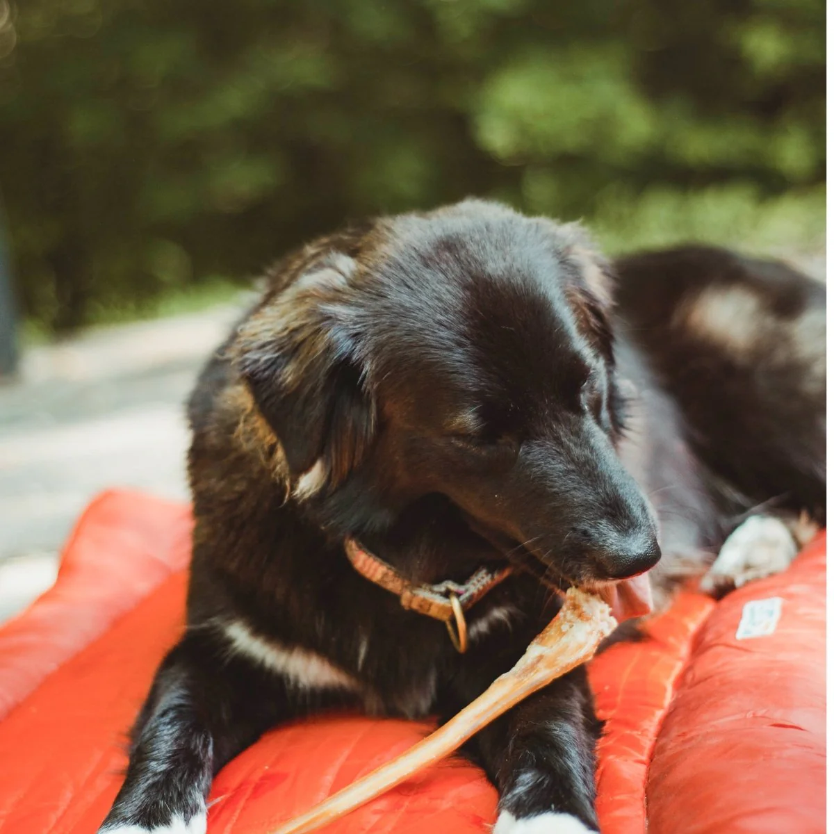 12-Inch Standard Odor-Free Bully Stick - Image 4