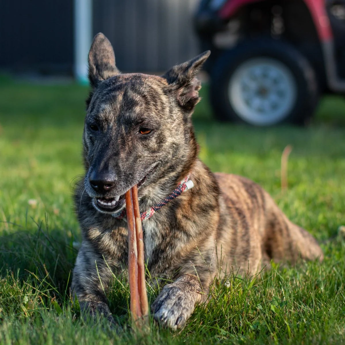 12-Inch Thick Bully Stick - Image 4