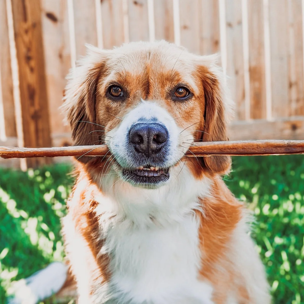 12-Inch Thick Odor-Free Bully Stick - Image 6