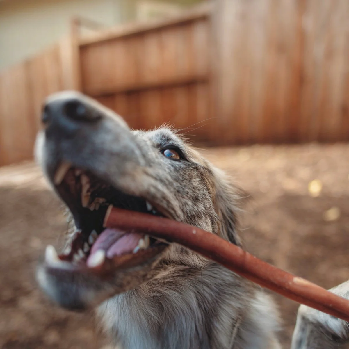 12-Inch Thick USA-Baked Odor-Free Bully Stick - Image 4