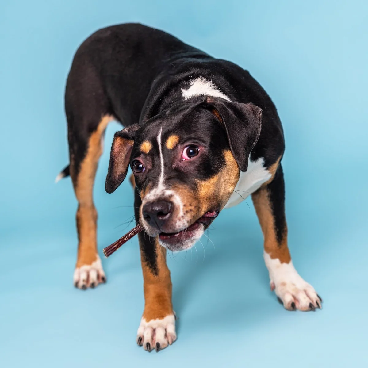 4-Inch Bully Stick - Image 4