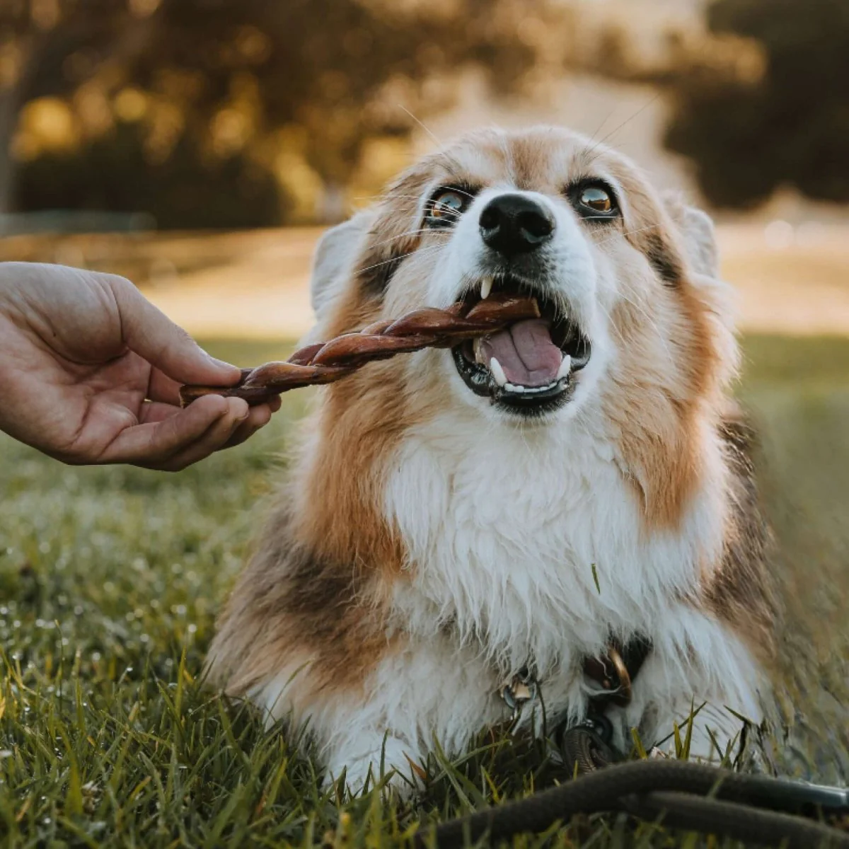 6-Inch Braided Bully Stick - Image 4