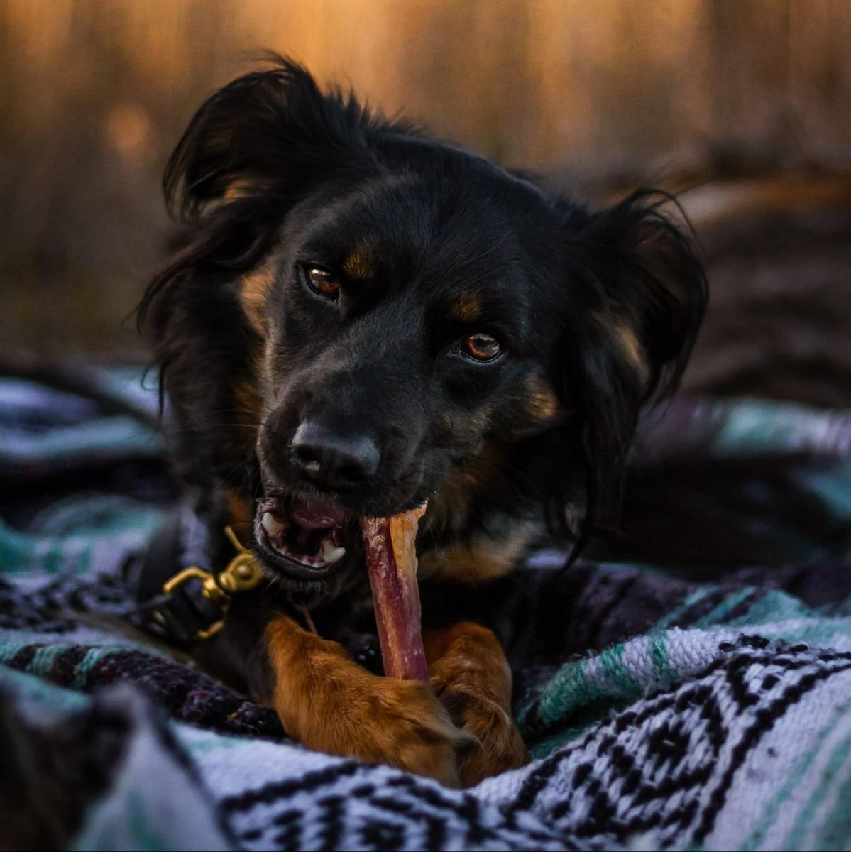 6-Inch Jumbo Bully Stick - Image 4