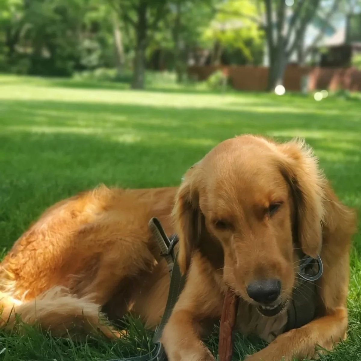 6-Inch Jumbo Odor-Free Bully Stick - Image 4