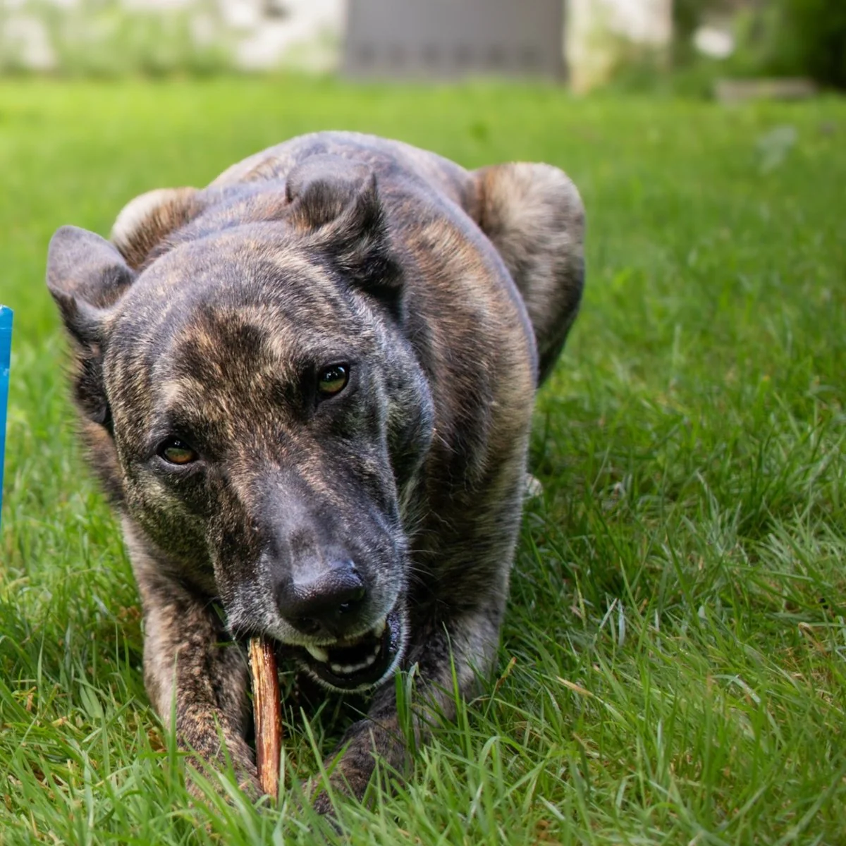 6-Inch Standard USA-Baked Odor-Free Bully Stick - Image 3