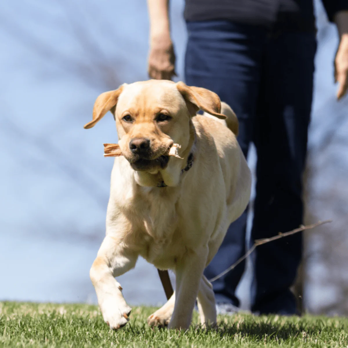 6-Inch Thick Bully Stick - Image 4
