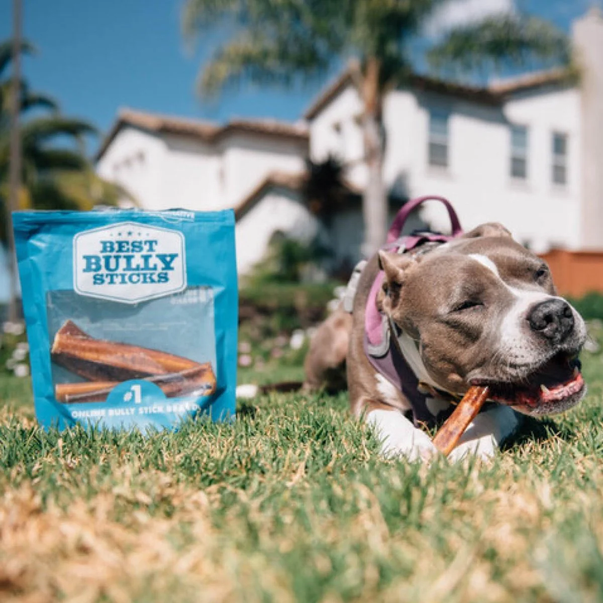 6-Inch Thick Bully Stick - Image 6