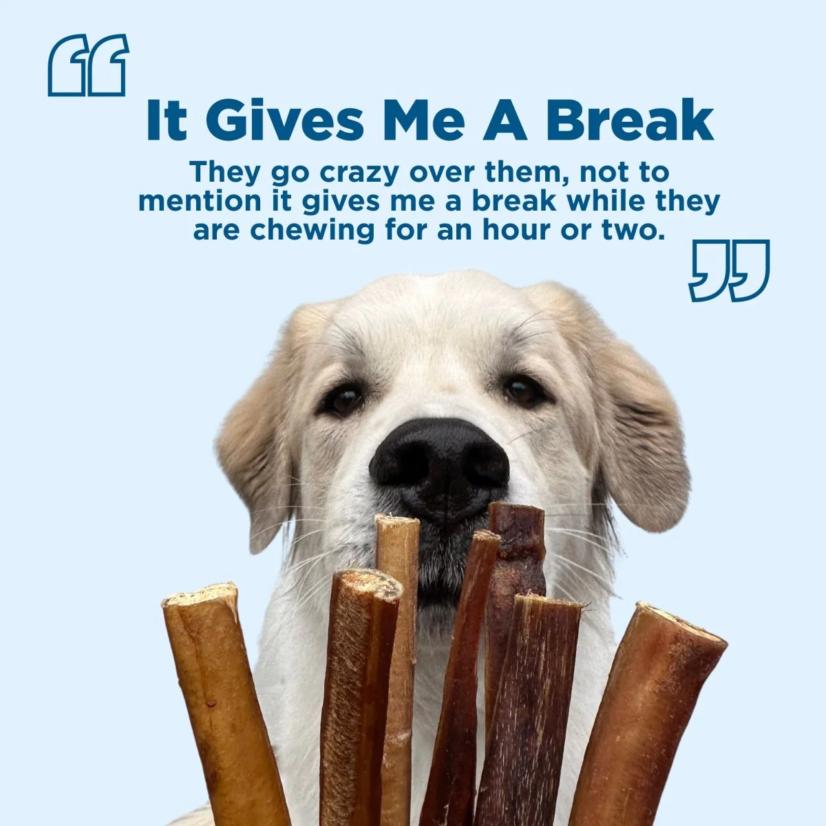 6-Inch Thick Bully Stick - Image 9