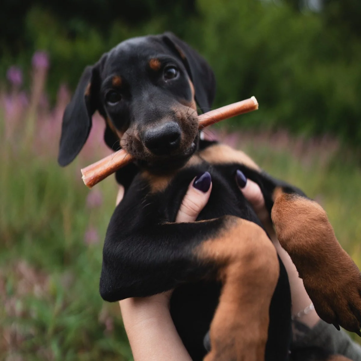 6-Inch Thick Hickory Smoked Bully Stick 6 Pack - Image 4