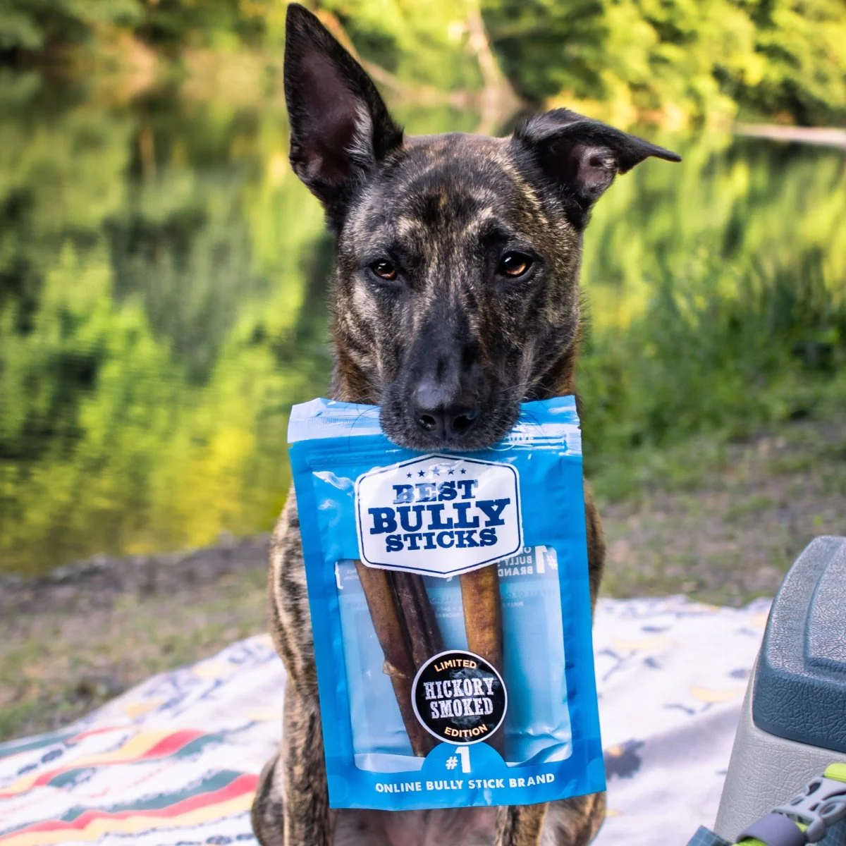 6-Inch Thick Hickory Smoked Bully Stick 6 Pack - Image 6