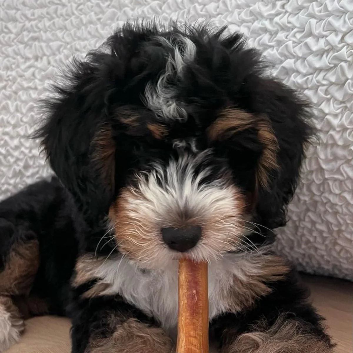 6-Inch Thick Odor-Free Bully Stick - Image 4