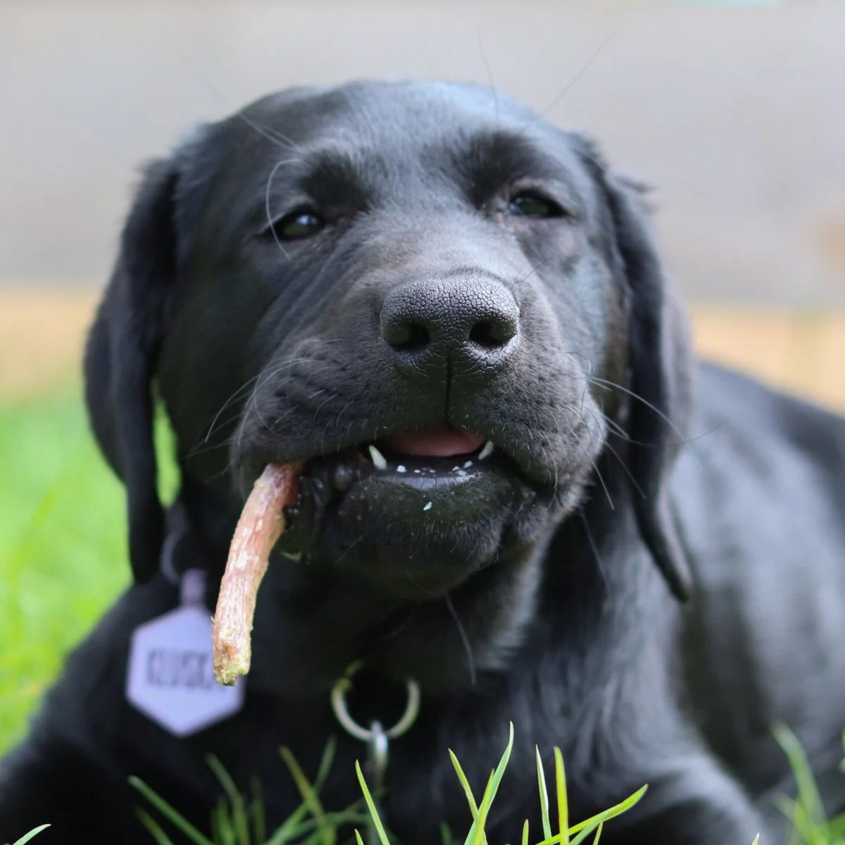 6-Inch Thin Bully Stick - Image 4