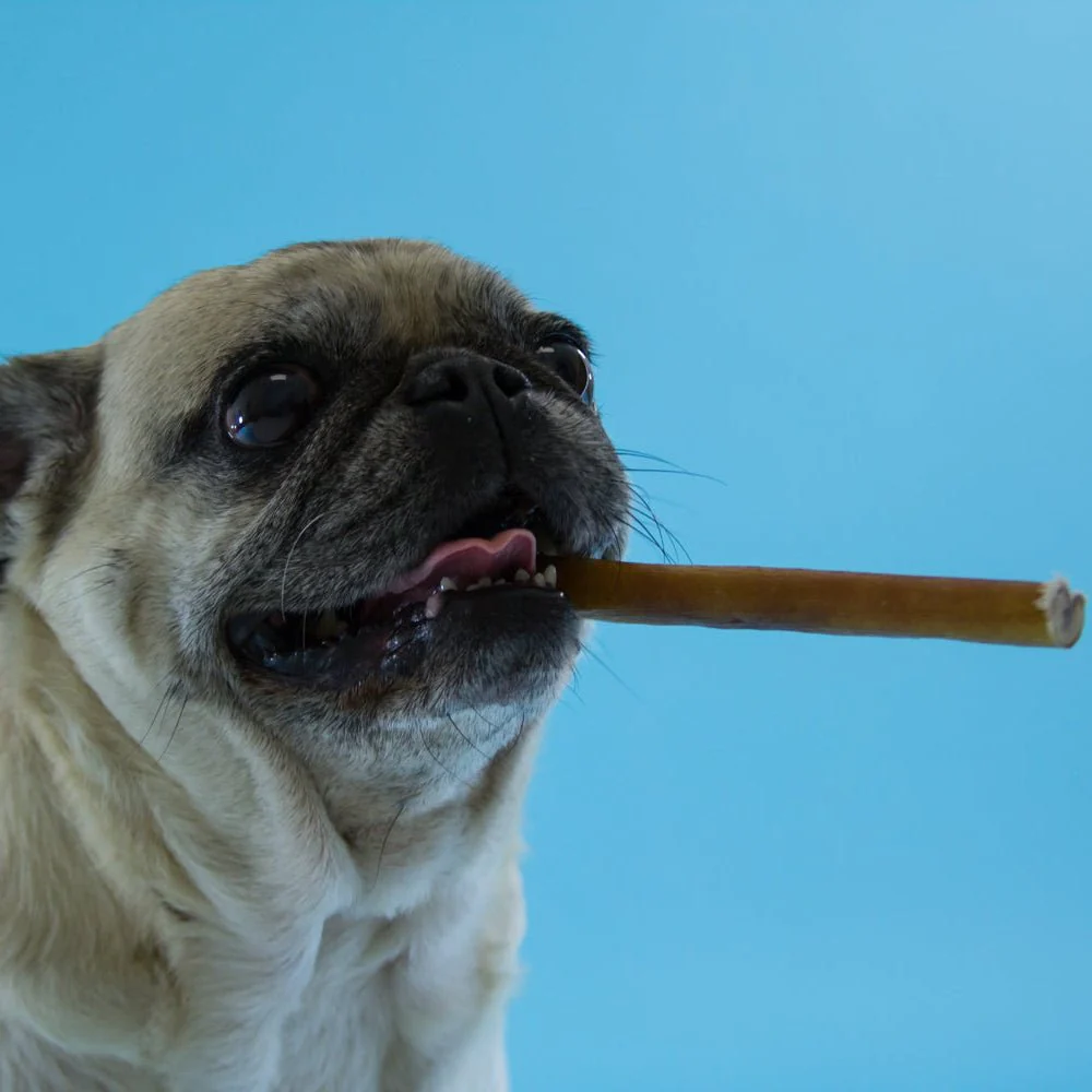 6-Inch Standard Bully Stick - Image 6