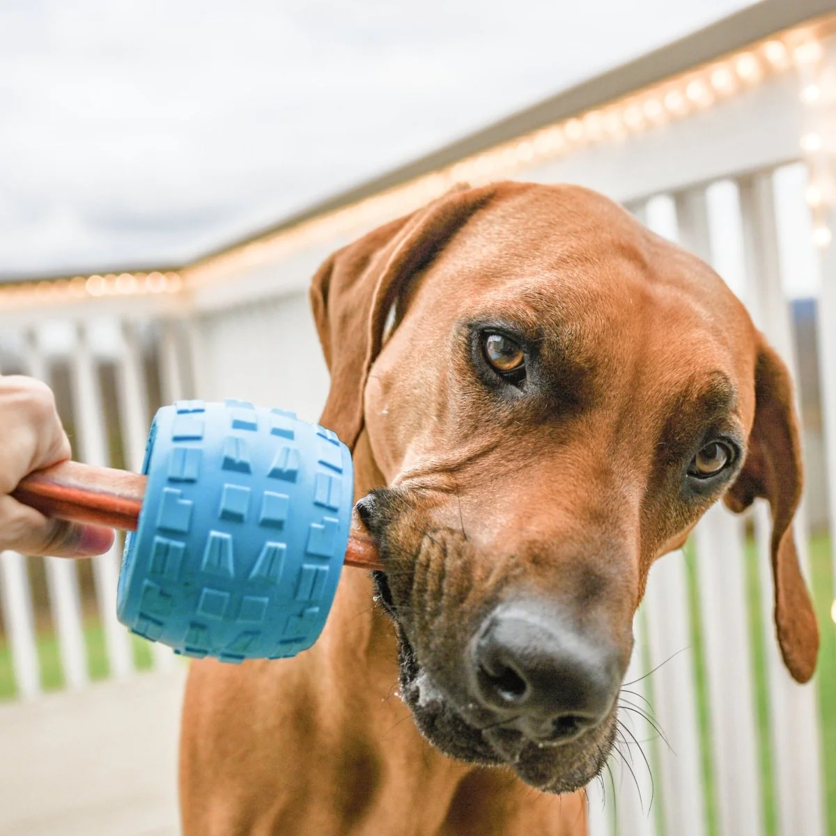 Chewzie - Bully Stick Holder Dog Toy - Image 4