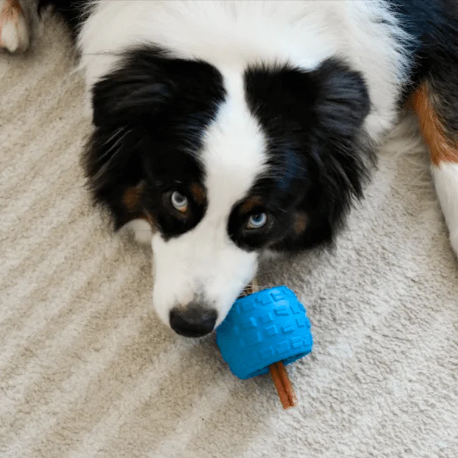 Chewzie - Bully Stick Holder Dog Toy - Image 5