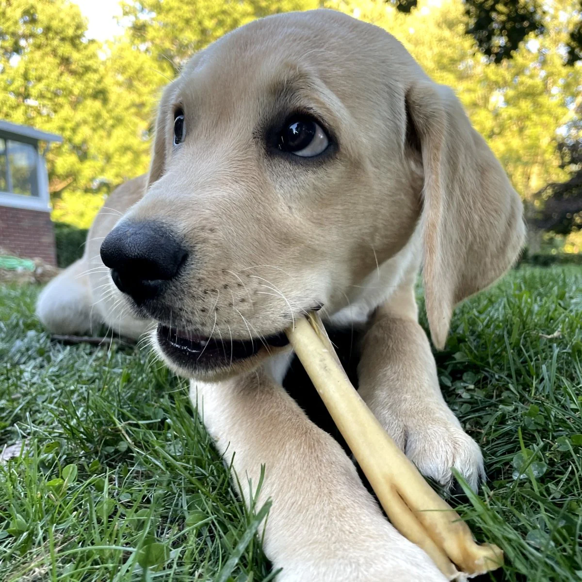 6-Inch Cheeky Beef Sticks - Image 4