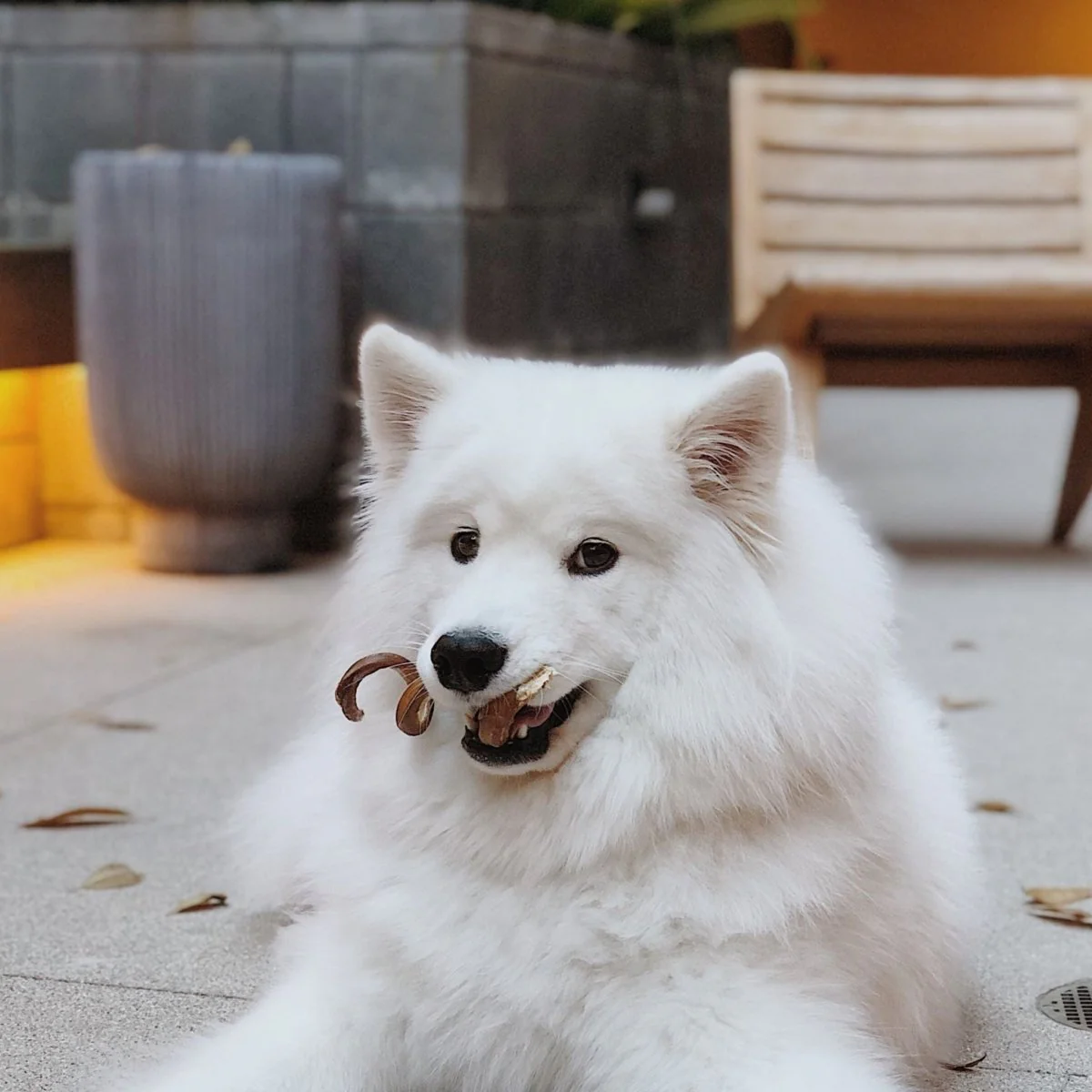 Curly Bully Sticks - Image 4