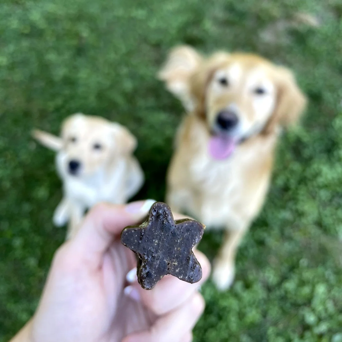 Doggie Dental Chew - Image 4