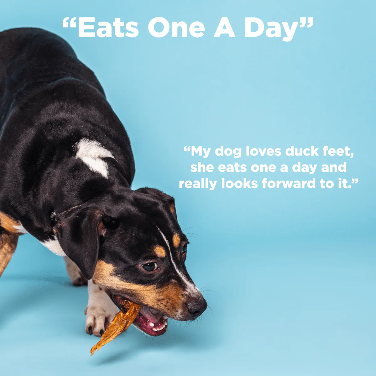 Duck Feet Dog Treats (25 Pack) - Image 6