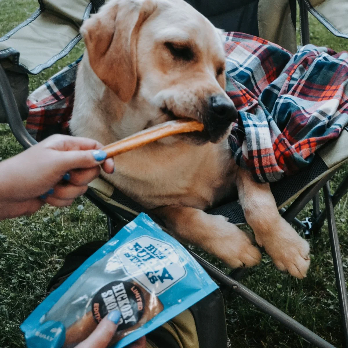 6-Inch Hickory Smoked Bully Sticks - Image 4