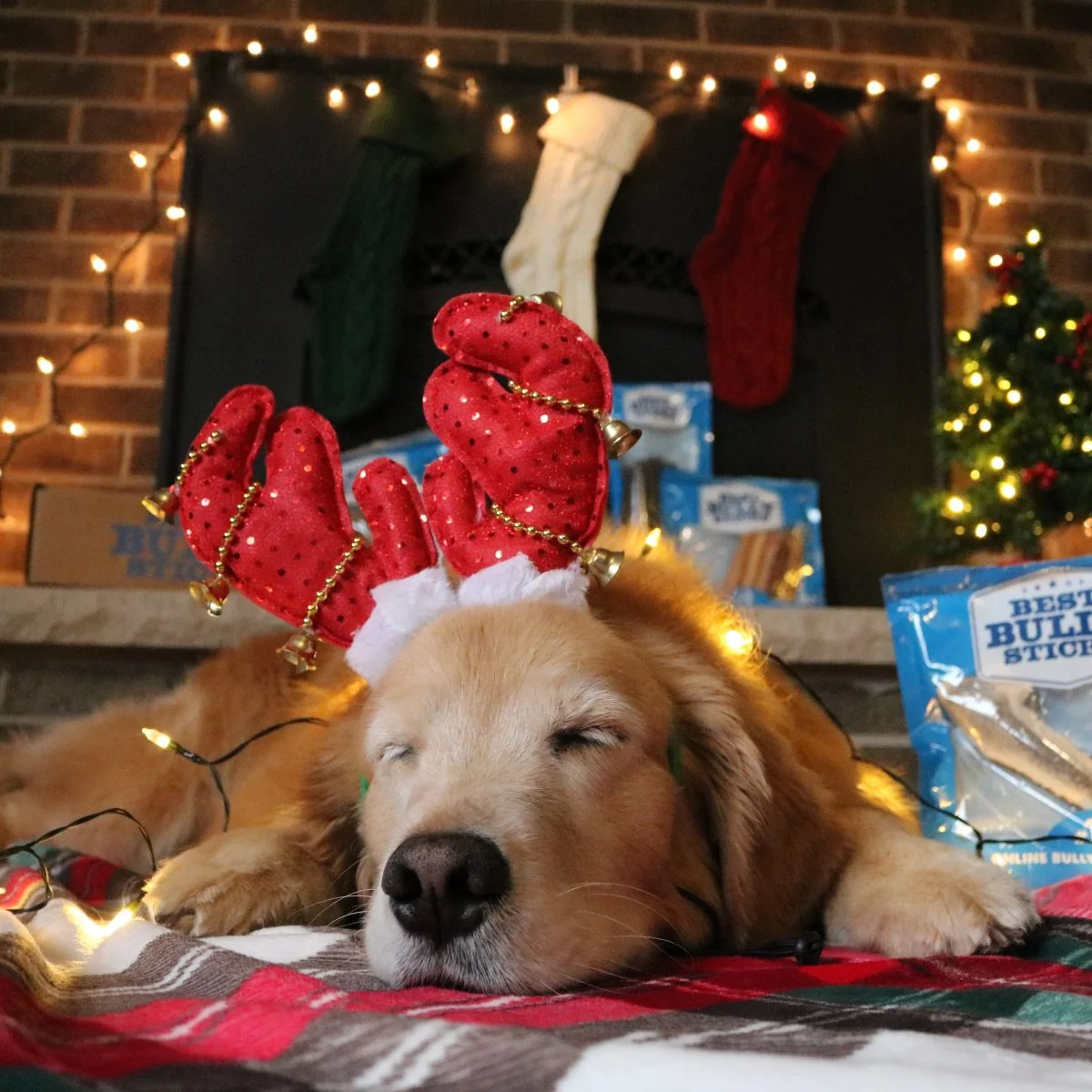 The BEST Holiday Treats & Chews Box - Image 3