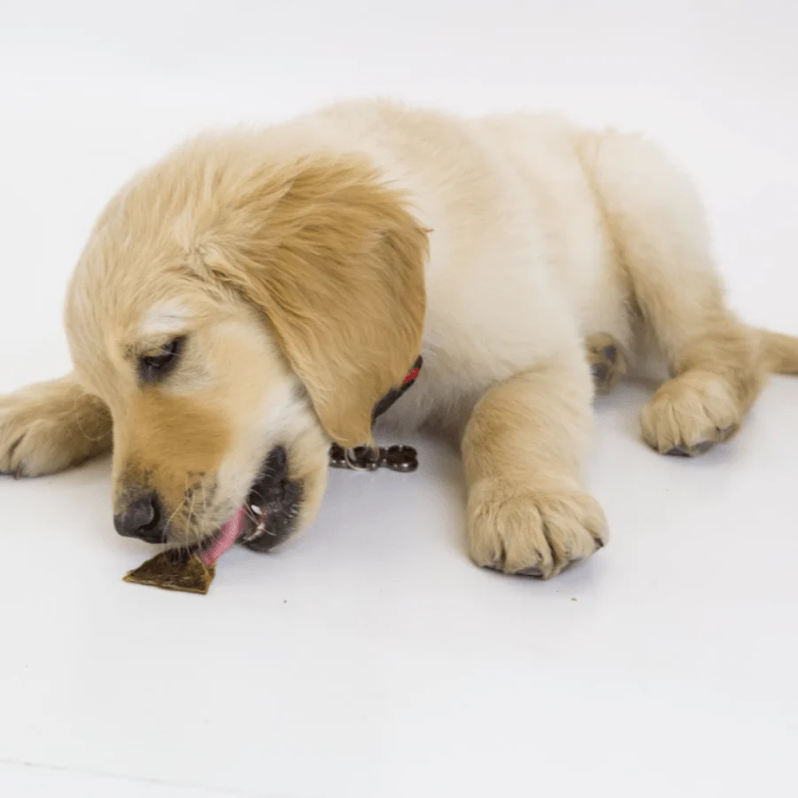 Joint Jerky Bite - Image 3