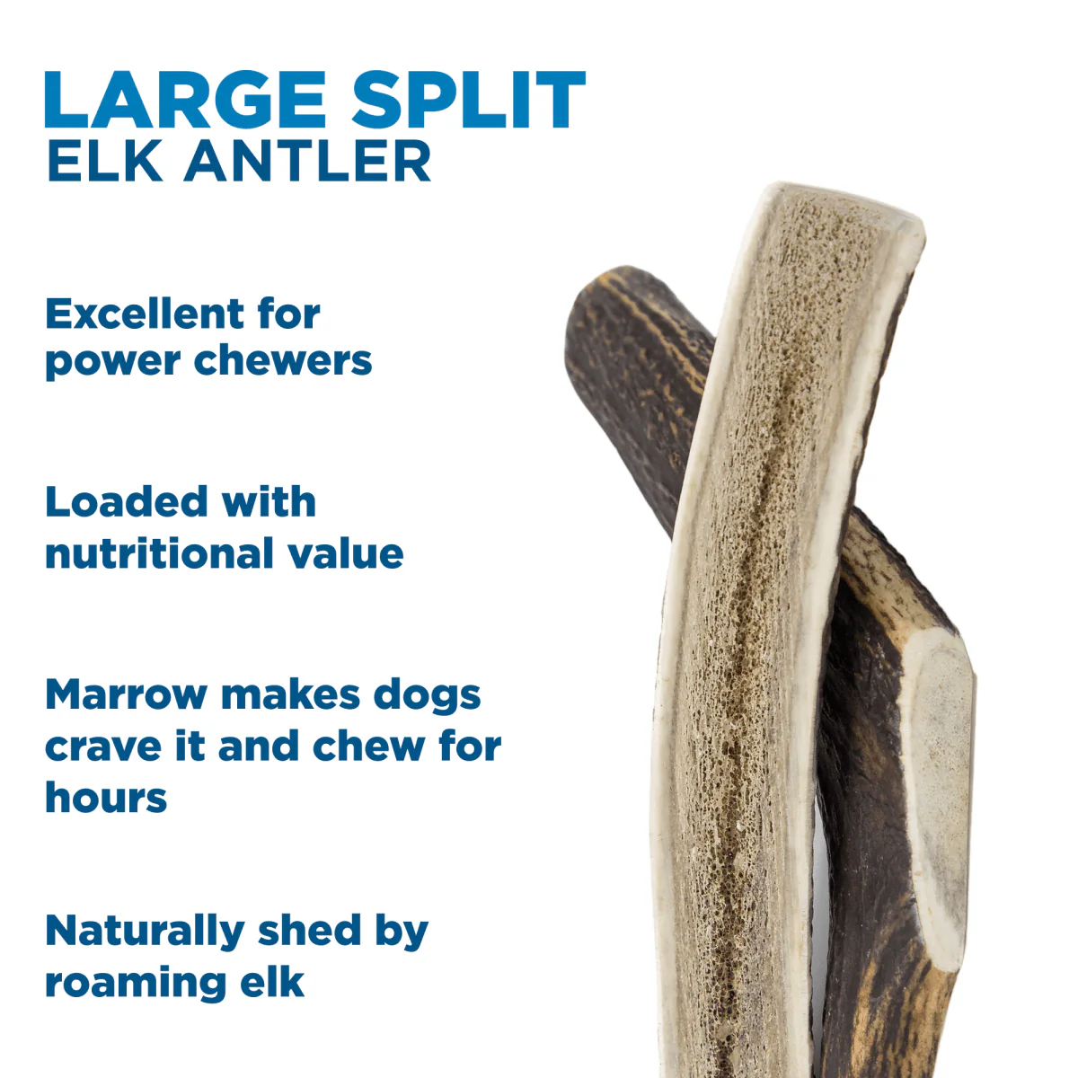 Large Split Elk Antler (1 Count) - Image 3