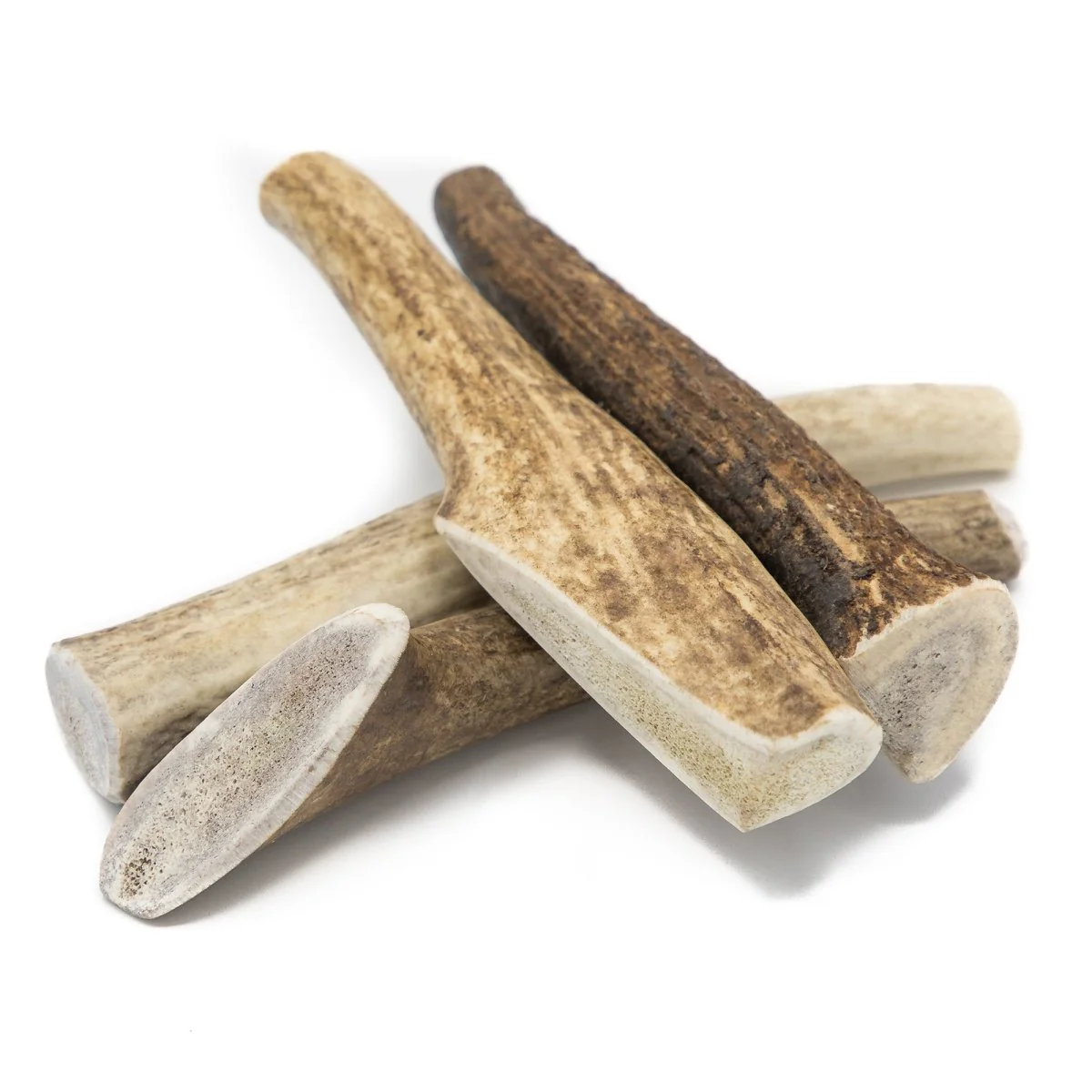 Medium Whole Elk Antler (1 Count) - Image 5