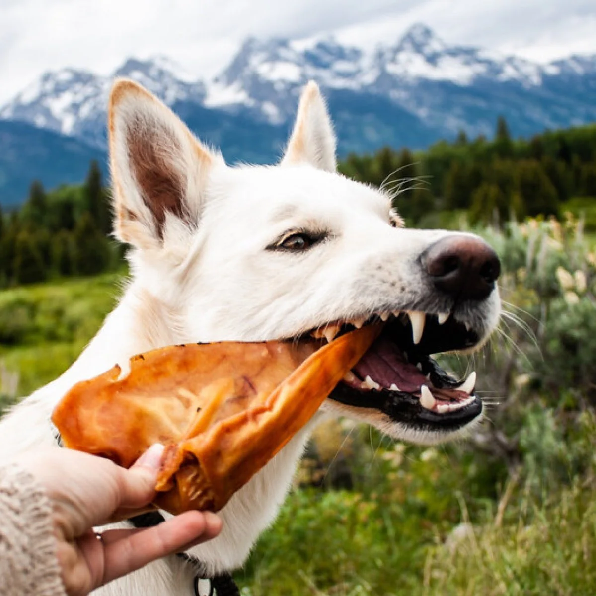 Pig Ear Dog Treat (25 Pack) - Image 3
