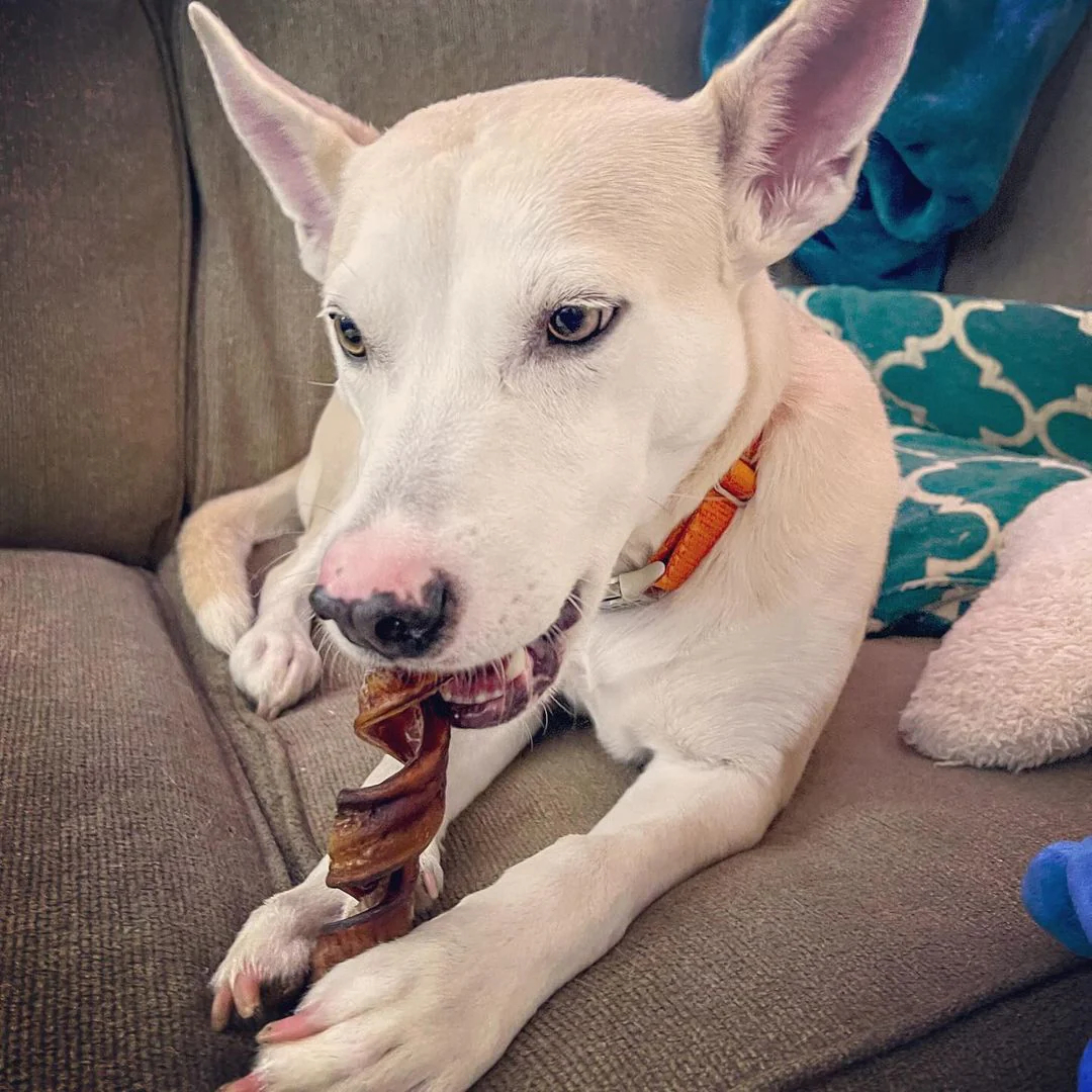 Premium 5-6 Inch Curly Bully Sticks - Image 4