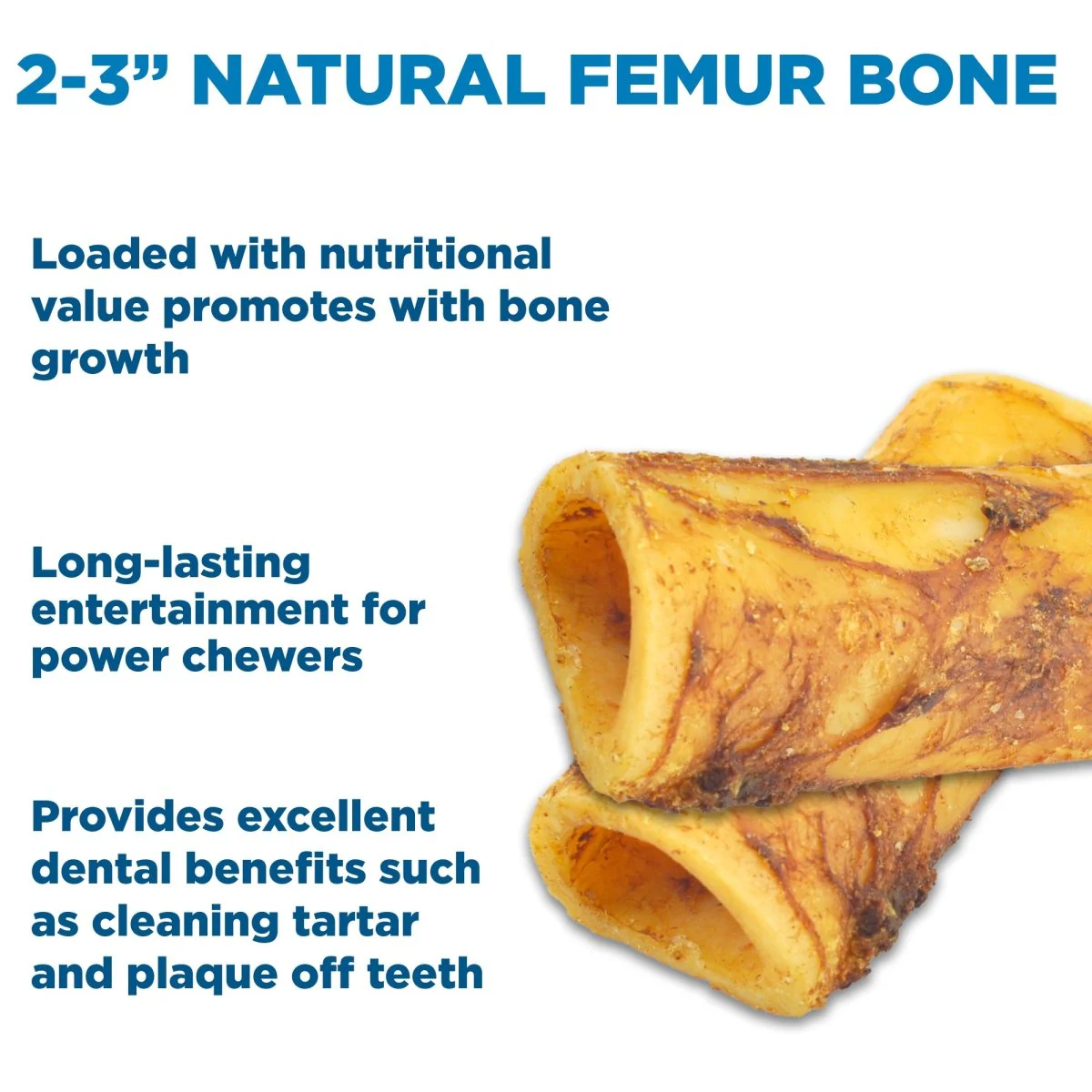 BB 2-3 Inch Natural Femur Bone 4pk - Image 3