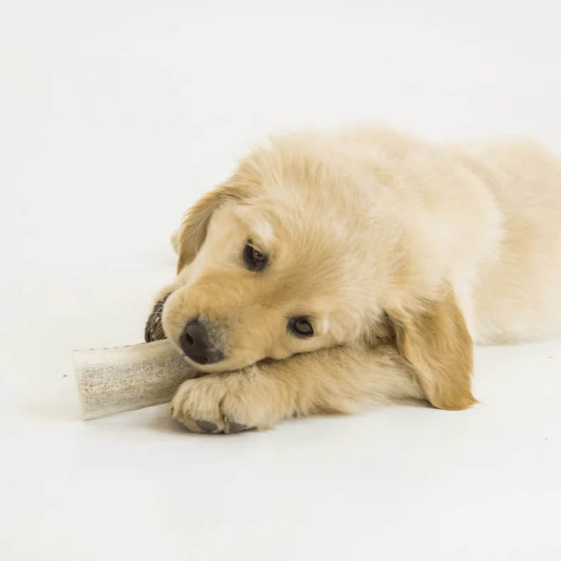 Small Whole Deer Antler (1 Count) - Image 3