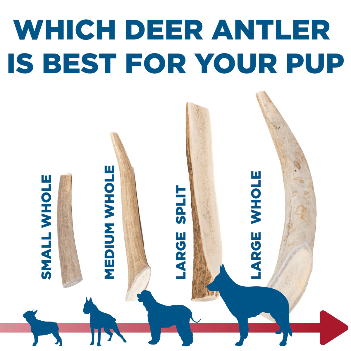 Small Whole Deer Antler (1 Count) - Image 4